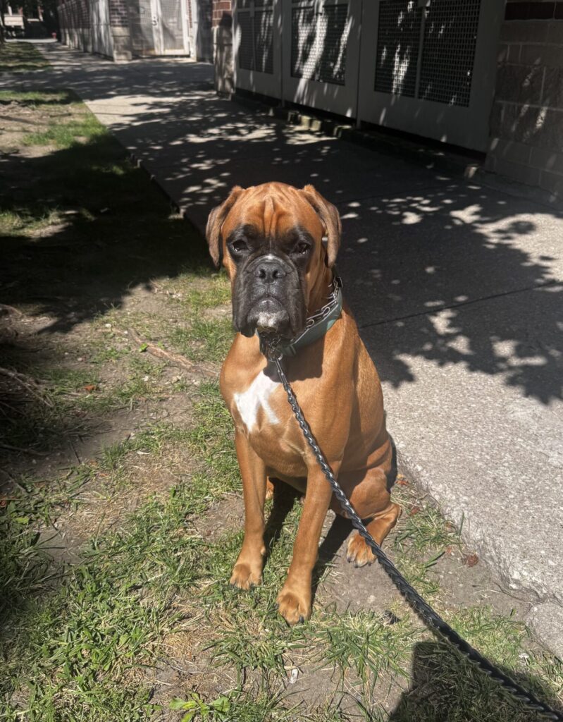 Kylo Chavez is a therapy dog in training at Urban Summit Collective in Chicago providing emotional support and comfort in a mental health setting.